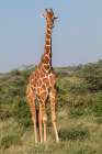 Africa, Kenya, Samburu National Reserve. Reticulated giraffes. Art Print